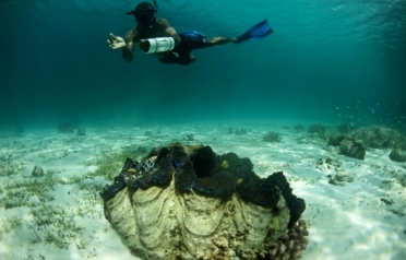 Giant clam in PNG waters