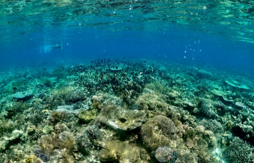 Atauro Corals