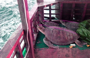 Turtles captured by poachers