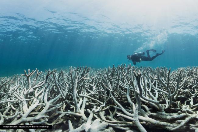 Destruction of Marine Ecosystems in the Coral Triangle: A Real Threat to Life and the Future